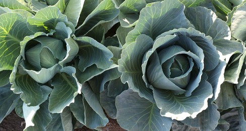 Photo of Green cabbages growing in field on sunny day, top view