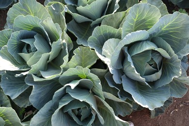 Photo of Green cabbages growing in field on sunny day, top view