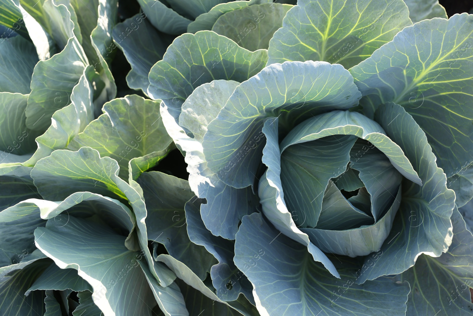 Photo of Green cabbages growing in field on sunny day, top view