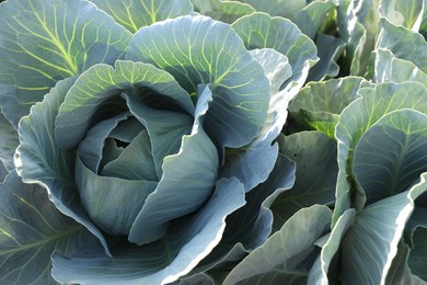 Photo of Green cabbages growing in field on sunny day, closeup