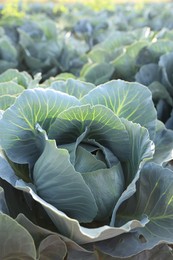 Photo of Green cabbage growing in field on sunny day, closeup