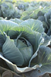 Photo of Green cabbage growing in field on sunny day, closeup