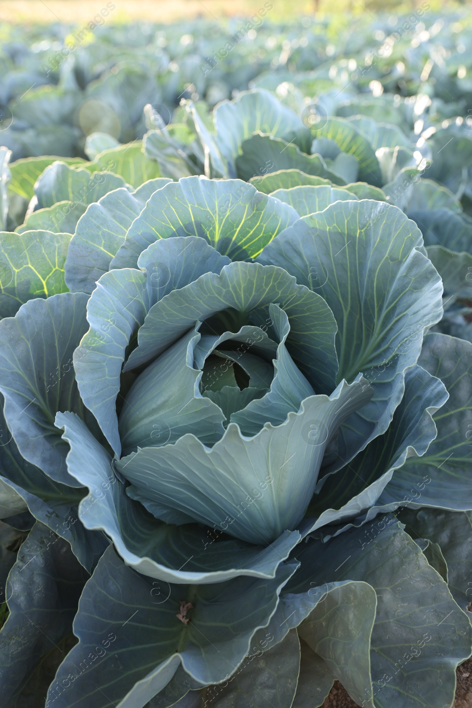 Photo of Green cabbages growing in field on sunny day, closeup