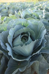 Photo of Green cabbages growing in field on sunny day, closeup