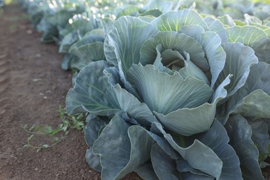 Photo of Green cabbages growing in field on sunny day, closeup