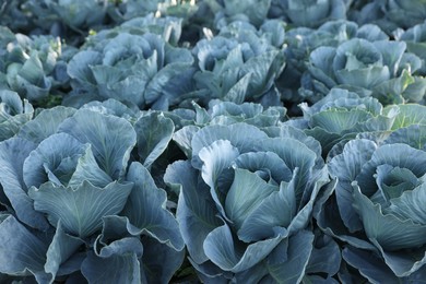 Photo of Many green cabbages growing in field, closeup