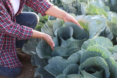 Photo of Woman harvesting fresh ripe cabbages in field, closeup