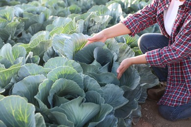 Photo of Woman harvesting fresh ripe cabbages in field, closeup