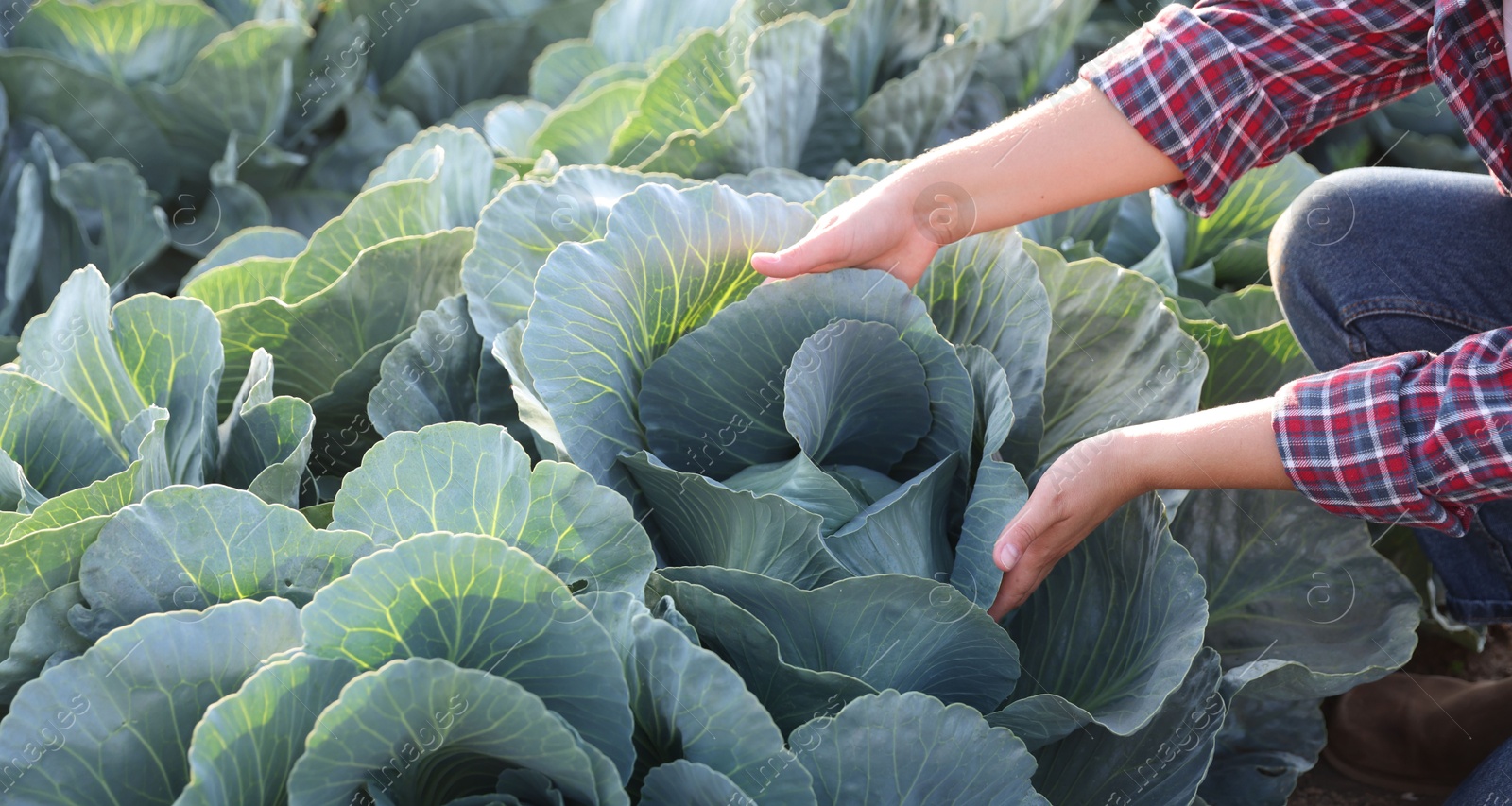 Photo of Woman harvesting fresh ripe cabbages in field, closeup