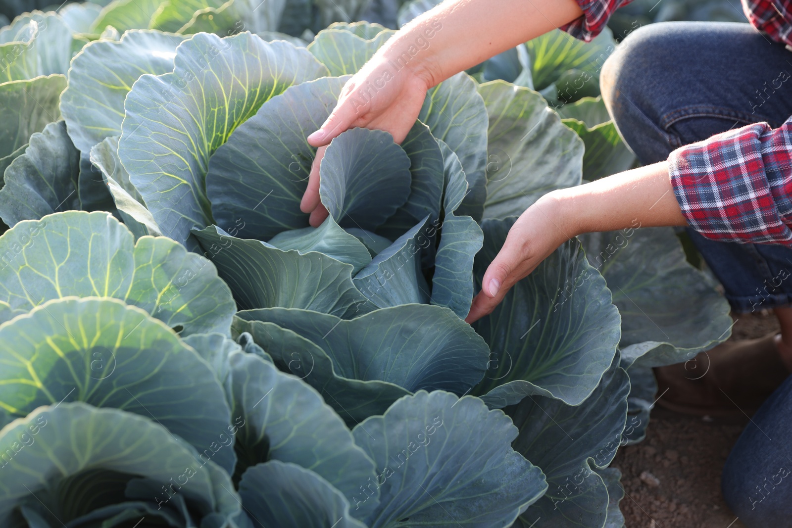 Photo of Woman harvesting fresh ripe cabbages in field, closeup