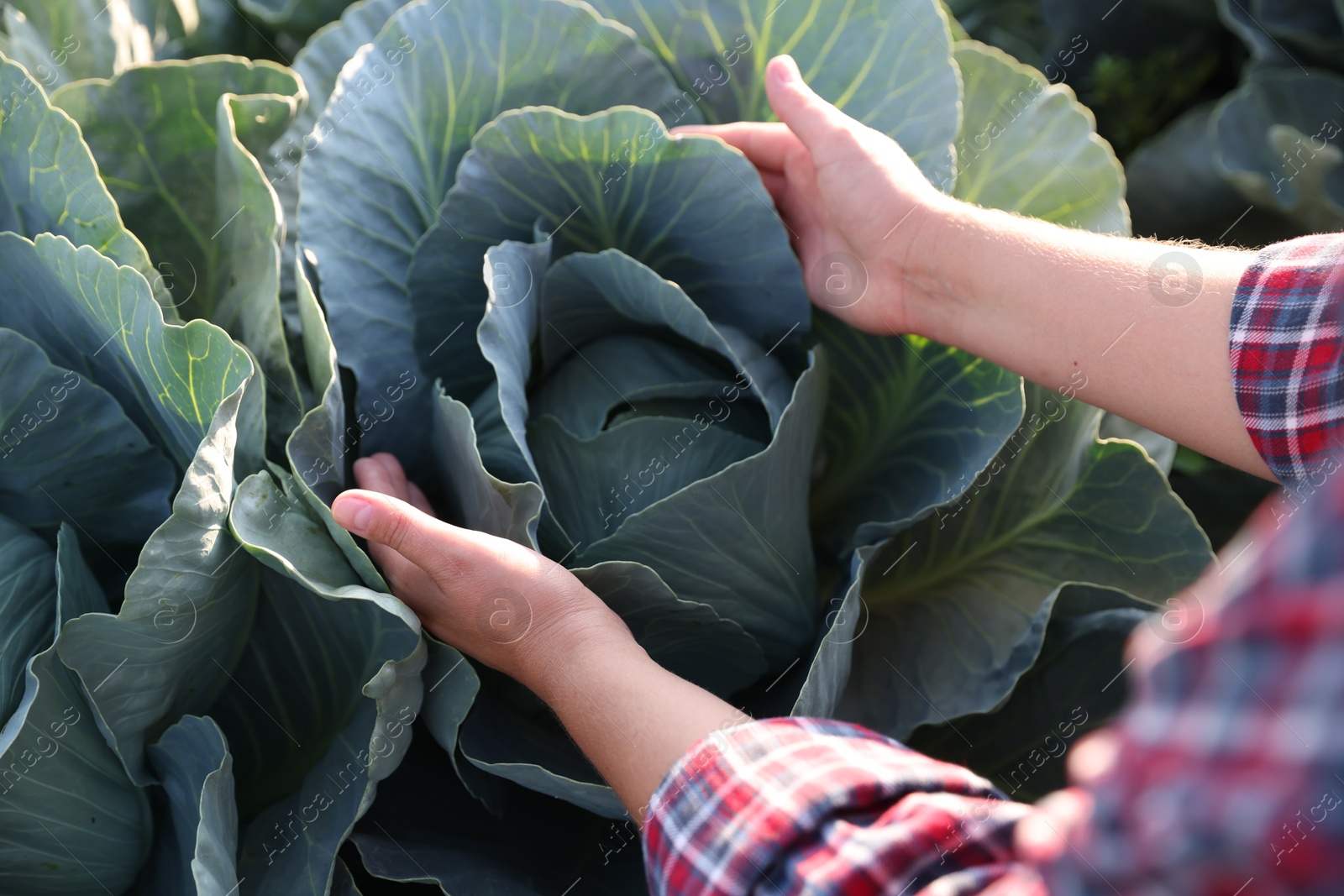 Photo of Woman harvesting fresh ripe cabbages in field, closeup