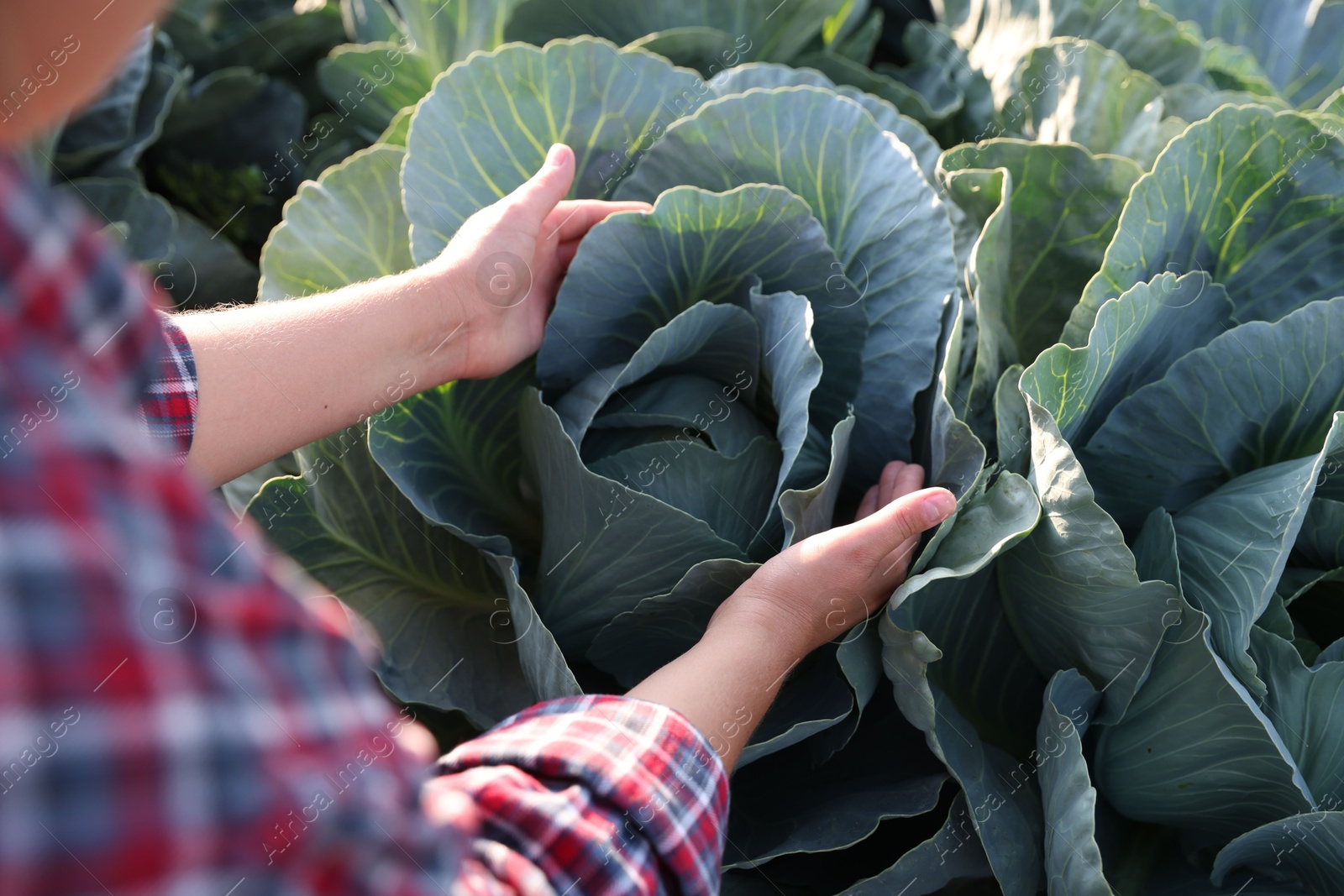 Photo of Woman harvesting fresh ripe cabbages in field, closeup