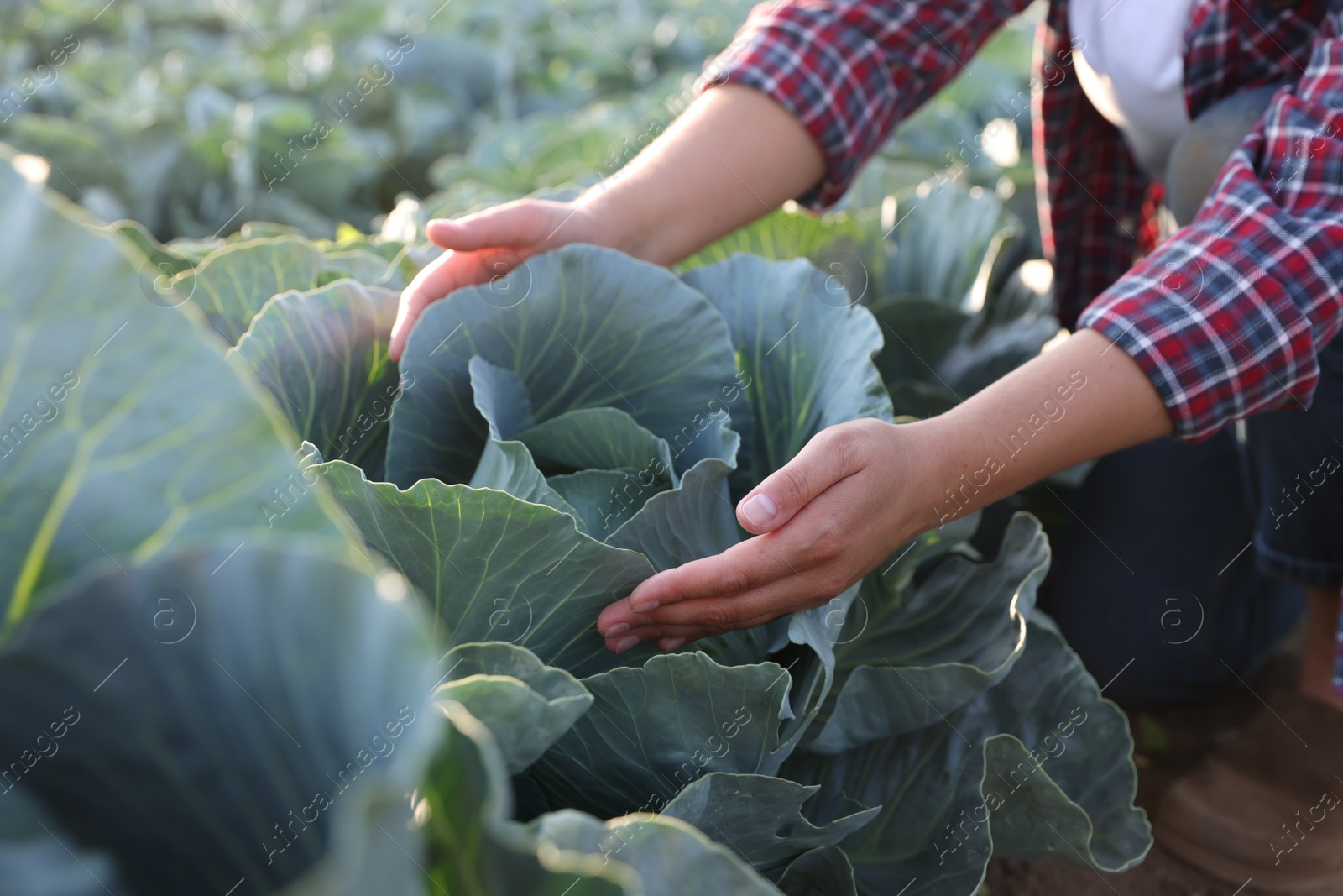 Photo of Woman harvesting fresh ripe cabbages in field, closeup