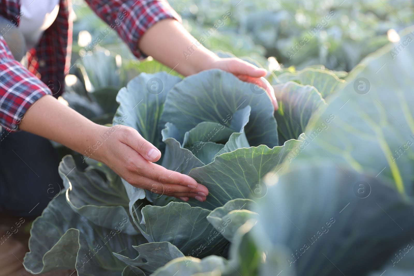 Photo of Woman harvesting fresh ripe cabbages in field, closeup