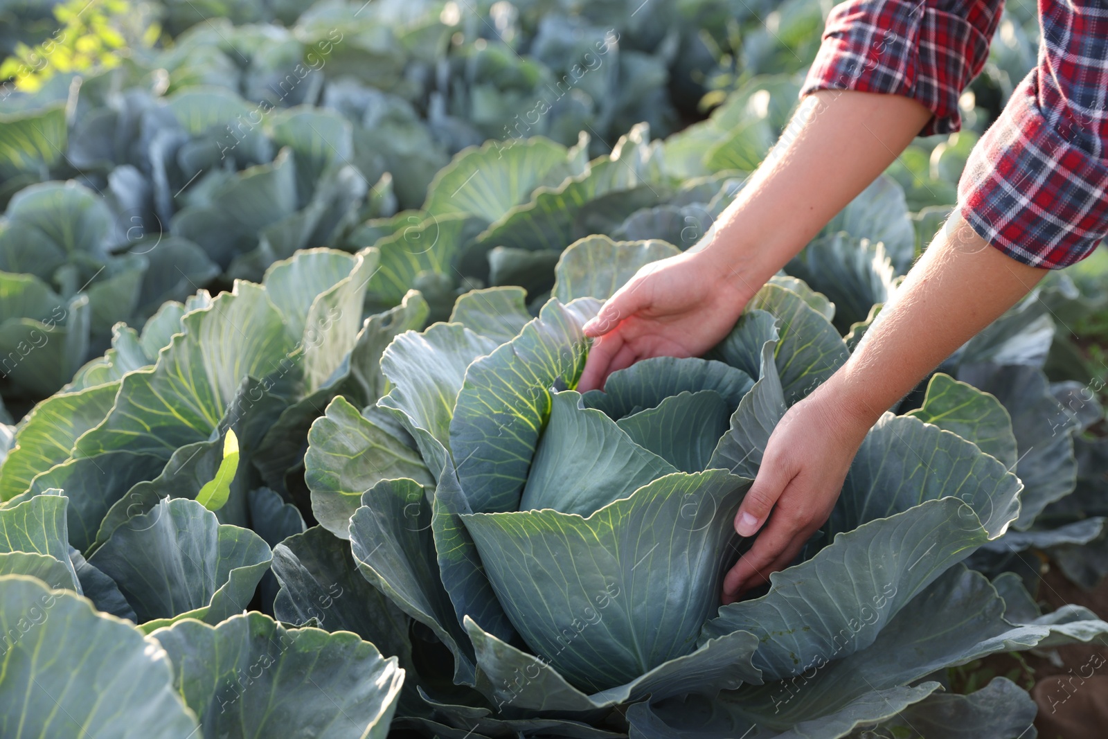 Photo of Woman harvesting fresh ripe cabbages in field, closeup