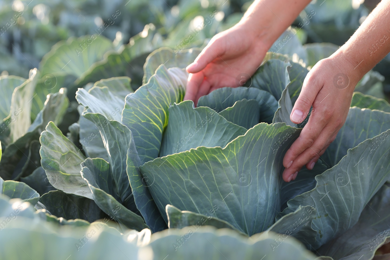 Photo of Woman harvesting fresh ripe cabbages in field, closeup