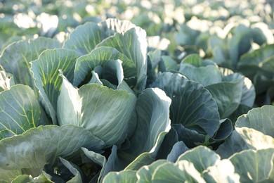 Photo of Green cabbages growing in field on sunny day, closeup