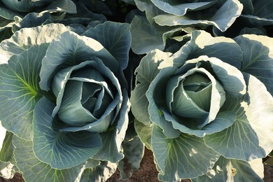 Photo of Green cabbages growing in field on sunny day, top view