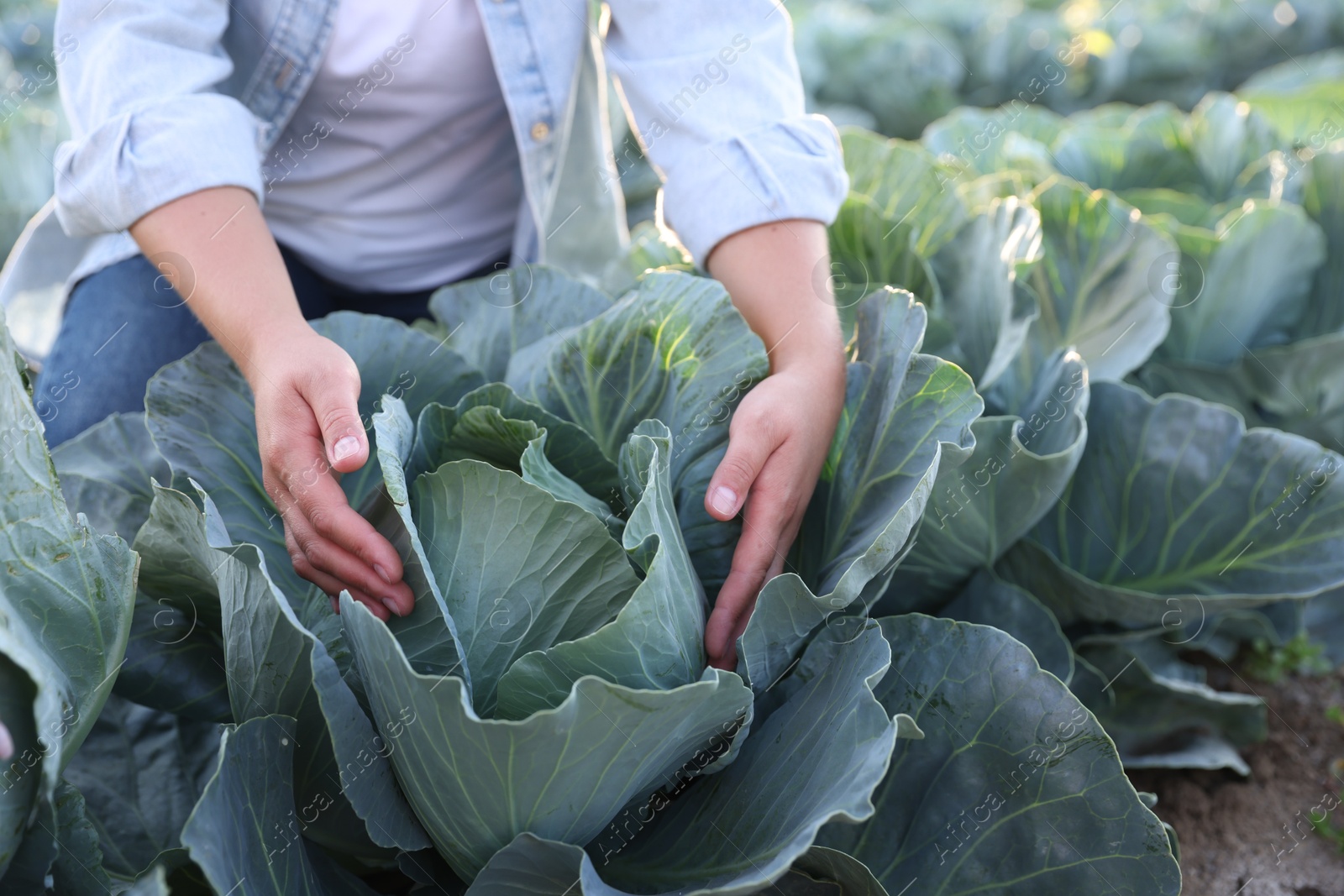 Photo of Woman harvesting fresh ripe cabbages in field, closeup