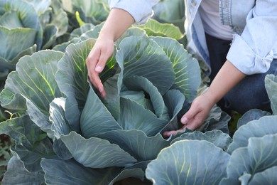 Photo of Woman harvesting fresh ripe cabbages in field, closeup