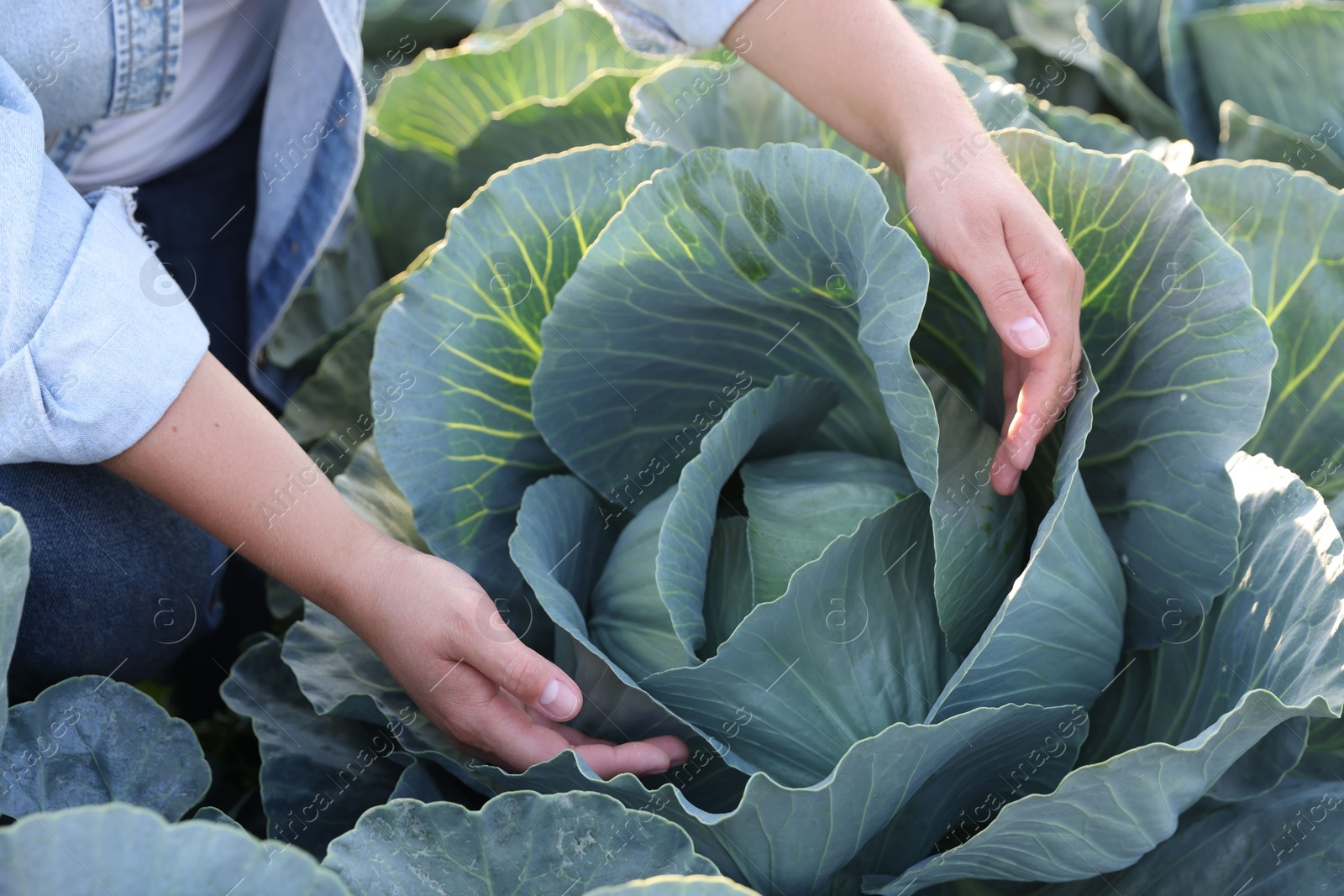 Photo of Woman harvesting fresh ripe cabbages in field, closeup