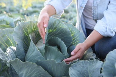 Photo of Woman harvesting fresh ripe cabbages in field, closeup