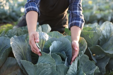 Photo of Woman harvesting fresh ripe cabbages in field on sunny day, closeup