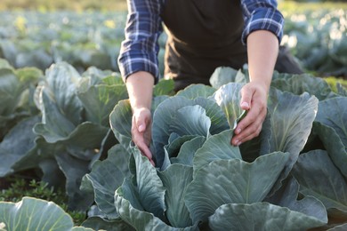 Photo of Woman harvesting fresh ripe cabbages in field on sunny day, closeup