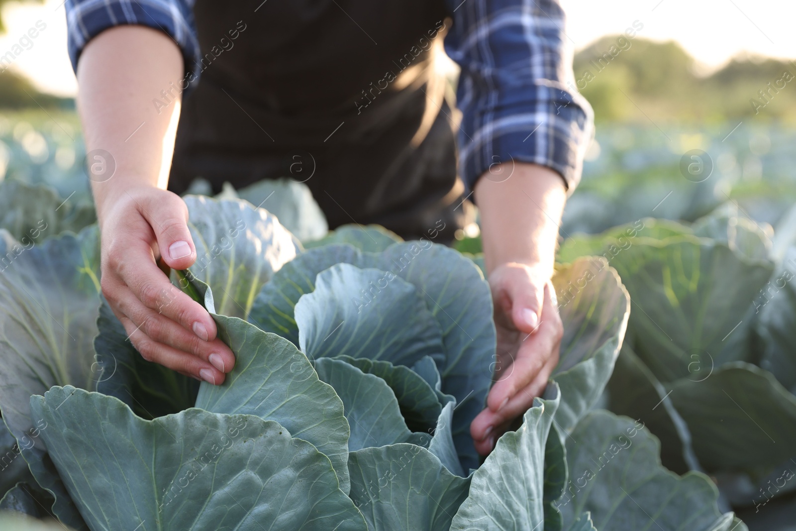 Photo of Woman harvesting fresh ripe cabbages in field on sunny day, closeup