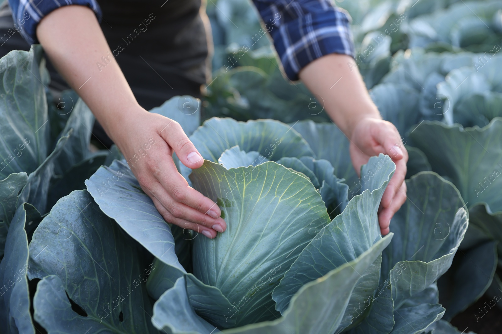 Photo of Woman harvesting fresh ripe cabbages in field, closeup