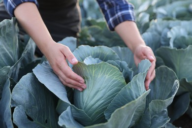 Photo of Woman harvesting fresh ripe cabbages in field, closeup