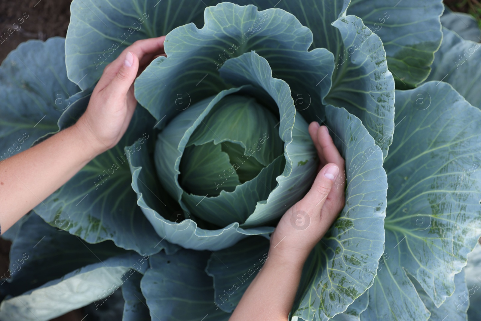 Photo of Woman harvesting fresh ripe cabbages in field, top view