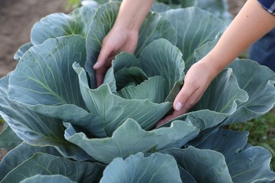 Photo of Woman harvesting fresh ripe cabbages in field, closeup