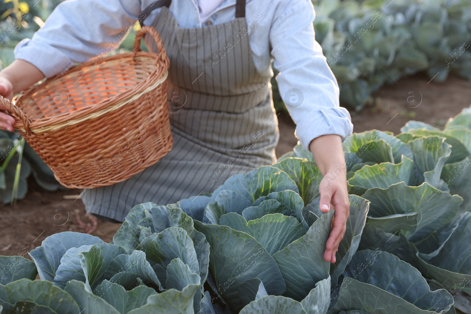 Photo of Woman harvesting fresh ripe cabbages in field on sunny day, closeup