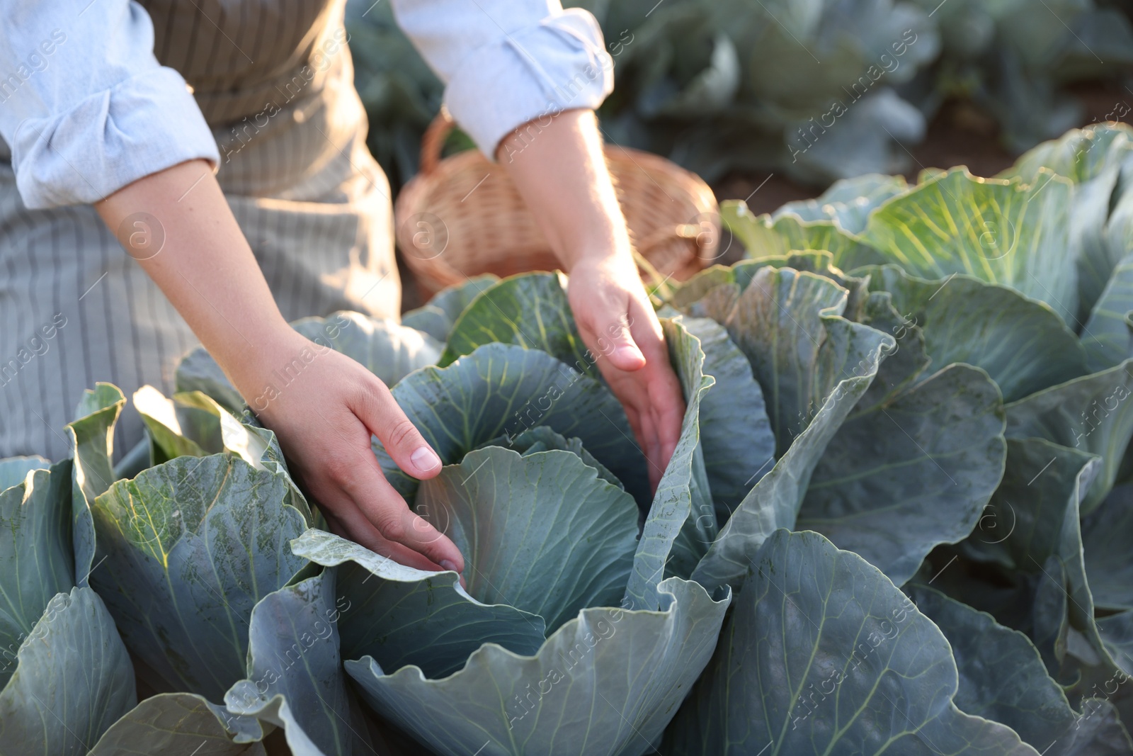 Photo of Woman harvesting fresh ripe cabbages in field on sunny day, closeup