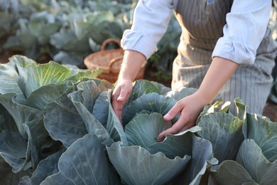 Photo of Woman harvesting fresh ripe cabbages in field on sunny day, closeup