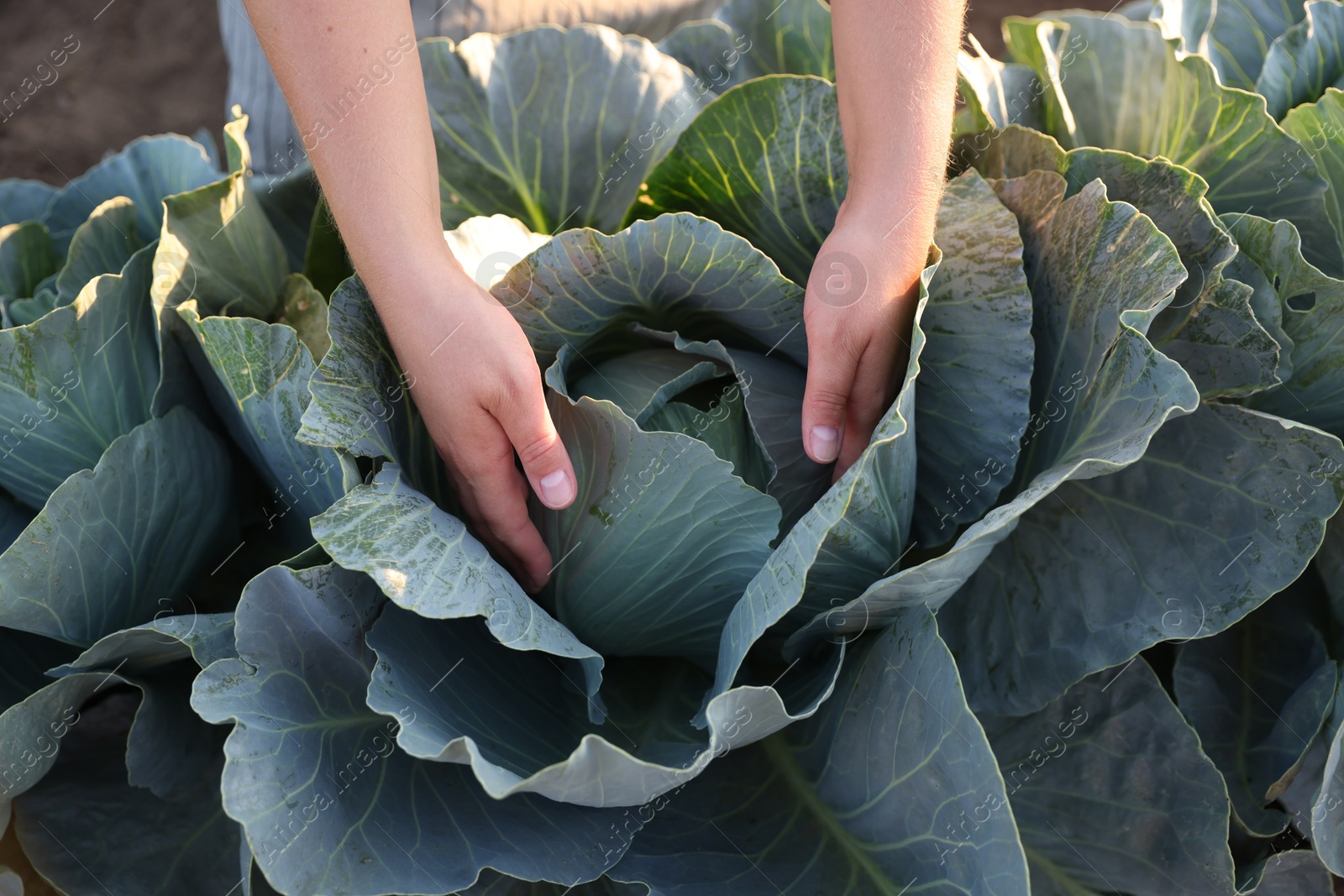 Photo of Woman harvesting fresh ripe cabbages in field on sunny day, closeup