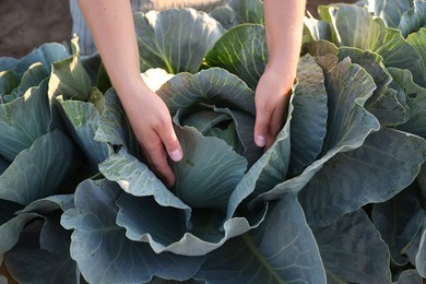 Photo of Woman harvesting fresh ripe cabbages in field on sunny day, closeup