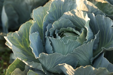 Photo of Green cabbage growing in field on sunny day, closeup