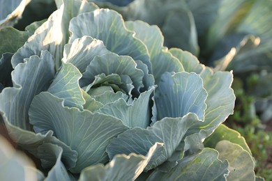 Photo of Green cabbage growing in field on sunny day, closeup