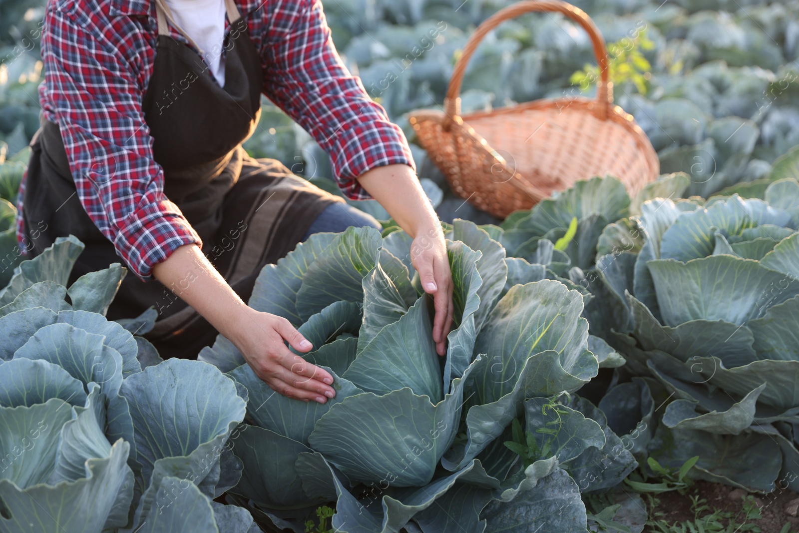 Photo of Woman harvesting fresh ripe cabbages in field on sunny day, closeup