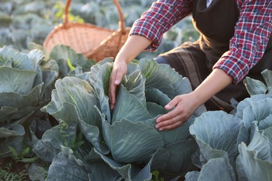 Photo of Woman harvesting fresh ripe cabbages in field on sunny day, closeup