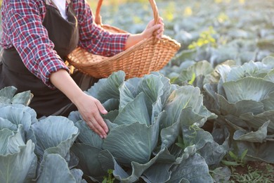 Photo of Woman harvesting fresh ripe cabbages in field on sunny day, closeup