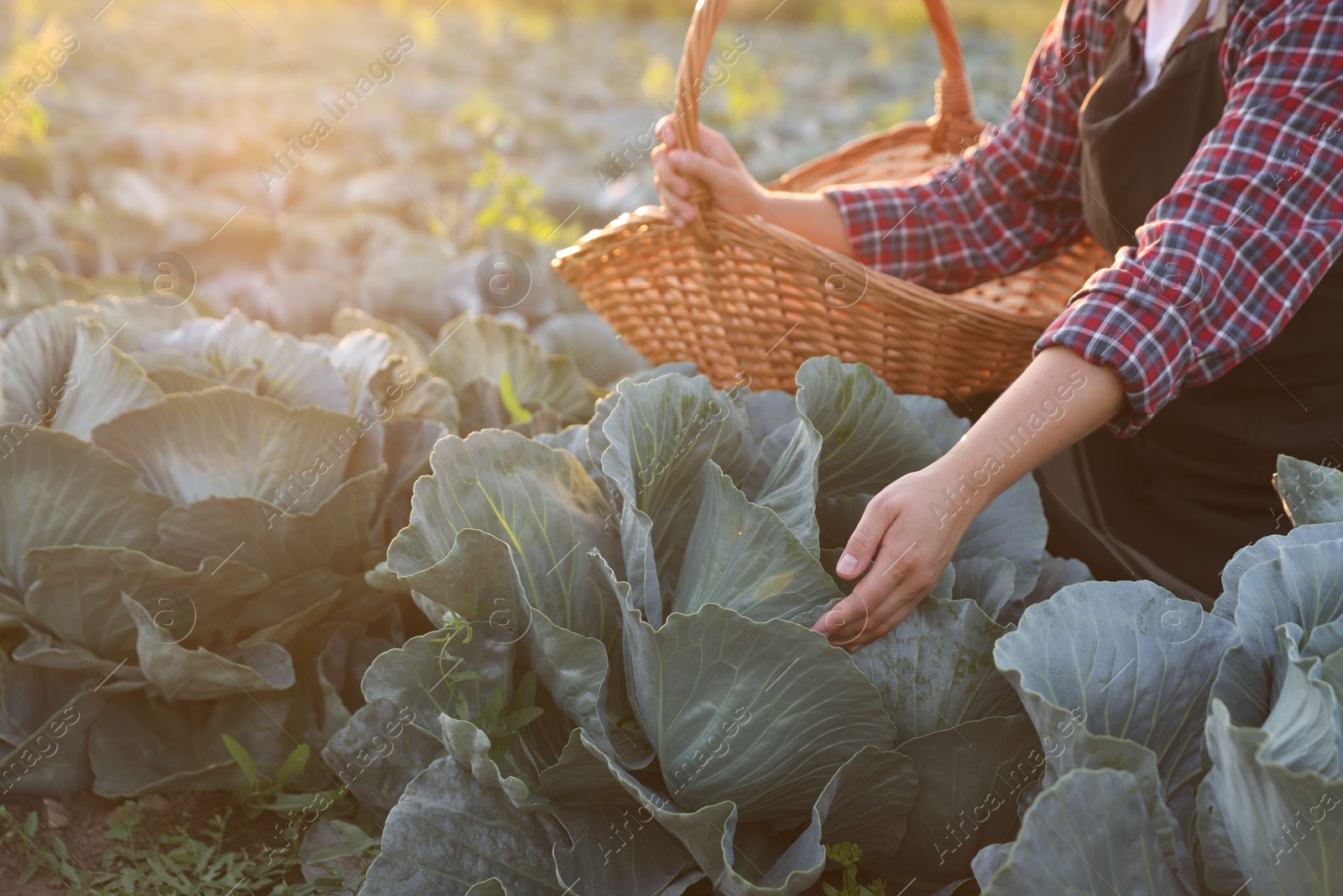 Photo of Woman harvesting fresh ripe cabbages in field on sunny day, closeup