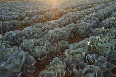 Photo of Green cabbages growing in field on sunny day