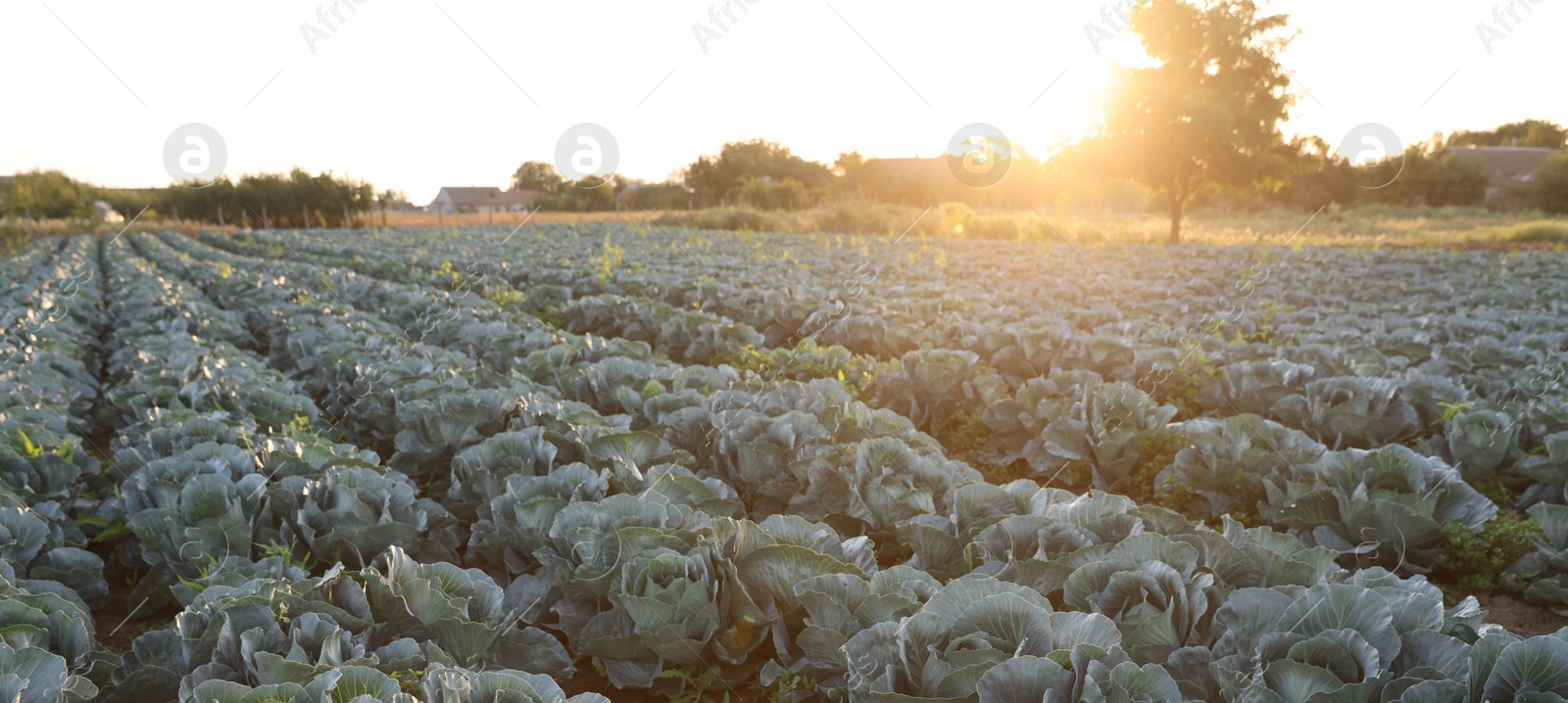 Photo of Green cabbages growing in field on sunny day