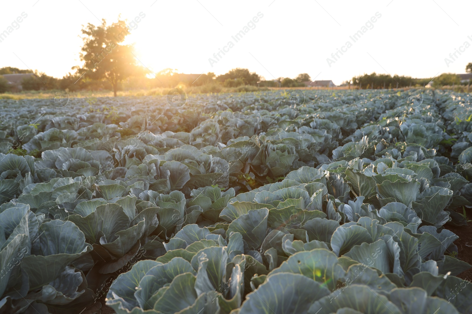 Photo of Green cabbages growing in field on sunny day