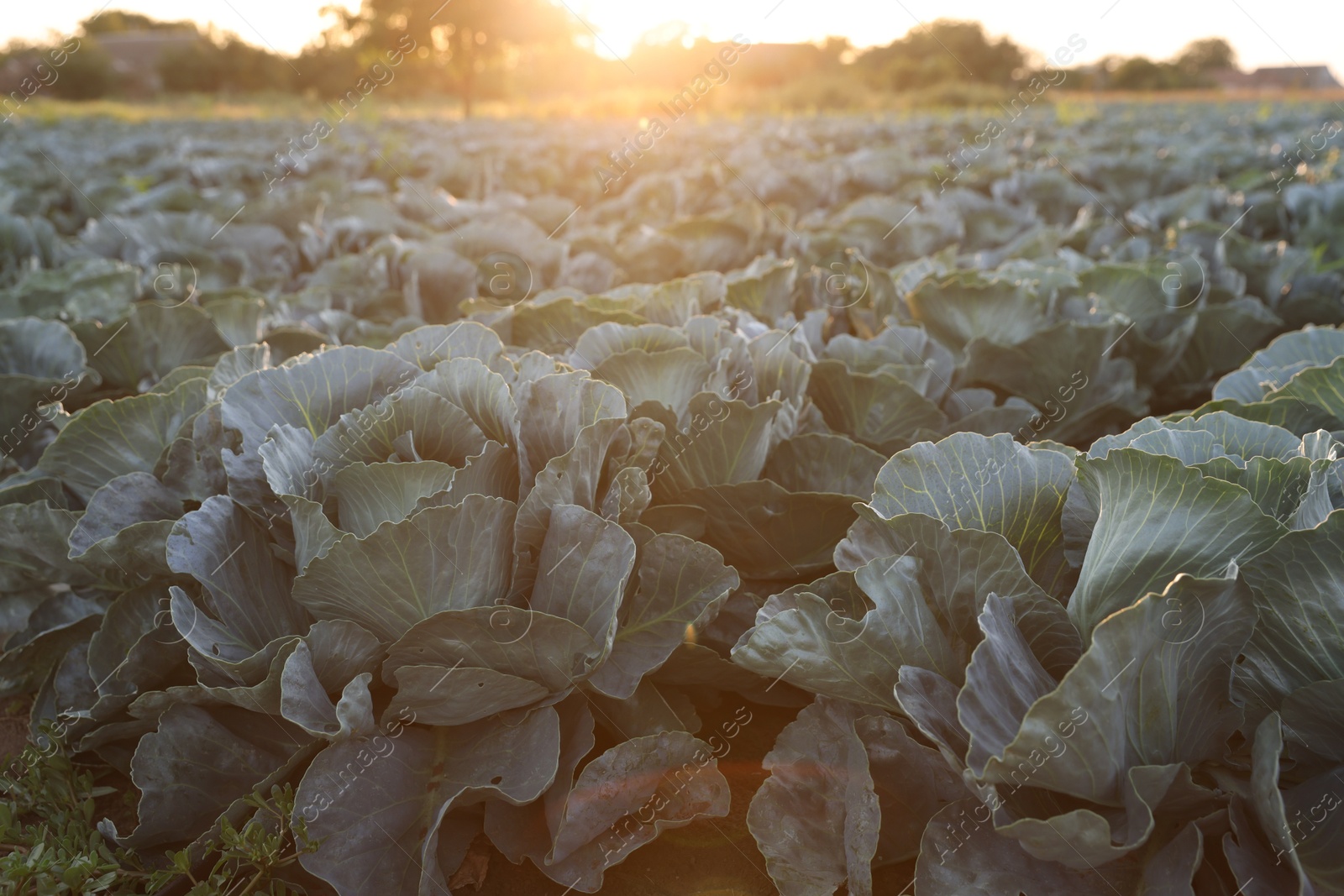 Photo of Green cabbages growing in field on sunny day, closeup