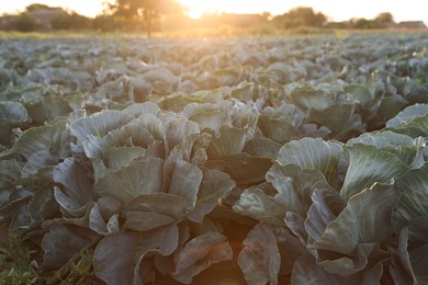 Photo of Green cabbages growing in field on sunny day, closeup