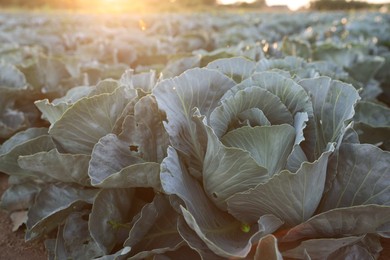 Photo of Green cabbages growing in field on sunny day, closeup